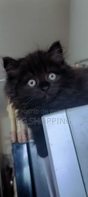 0-1 Month Female Purebred Persian