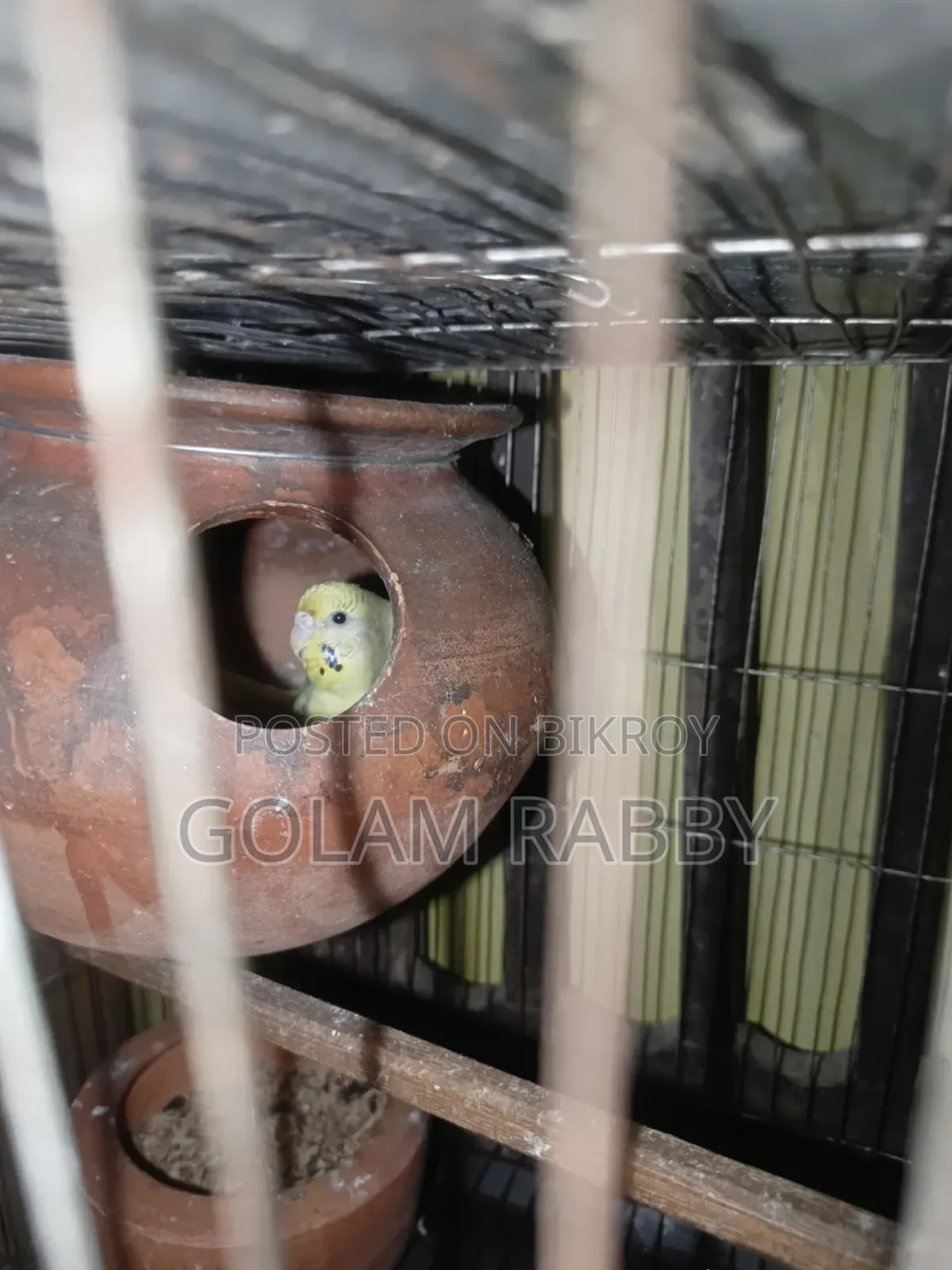 কিছু রানিং পাখি সেল হবে মাশাআল্লাহ সুস্থ সবল। ইনবক্স এ ম্যাসেজ দিন।