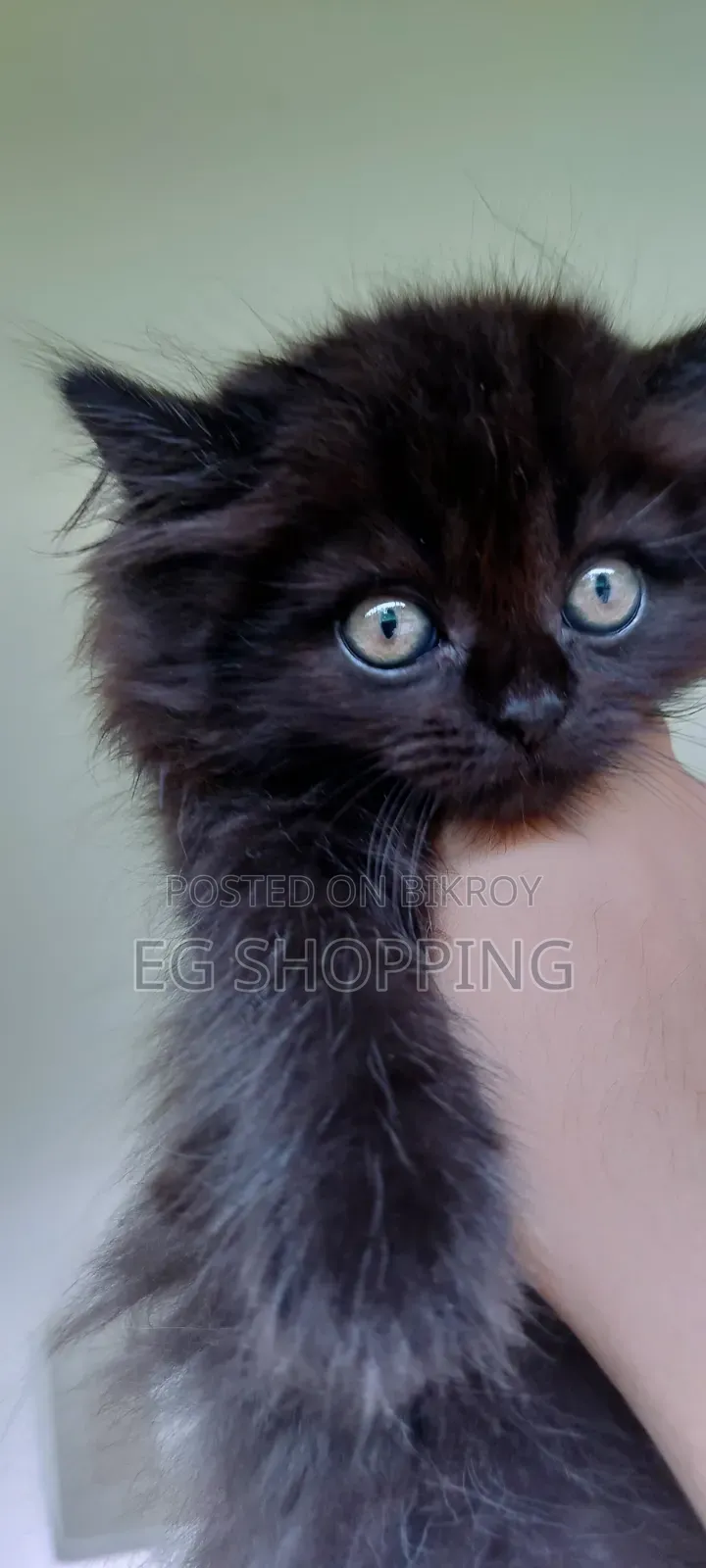 0-1 Month Female Purebred Persian