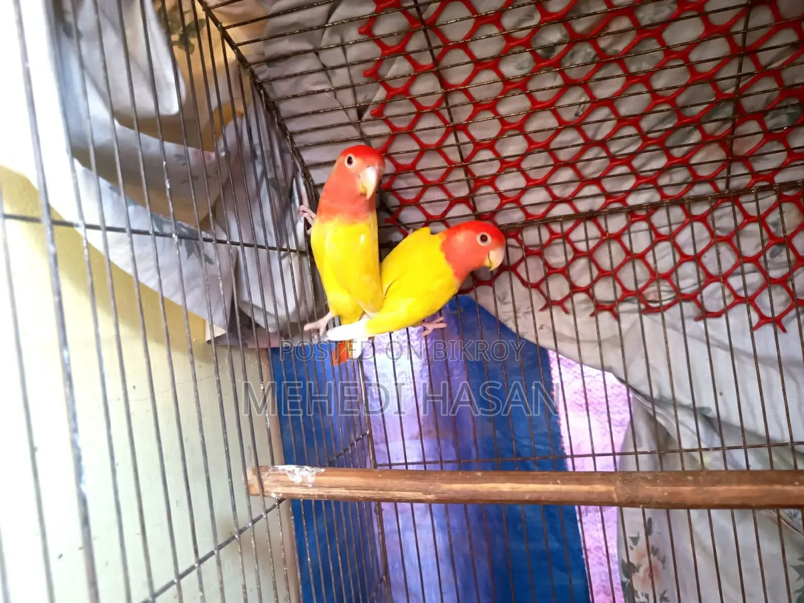 Love Bird
