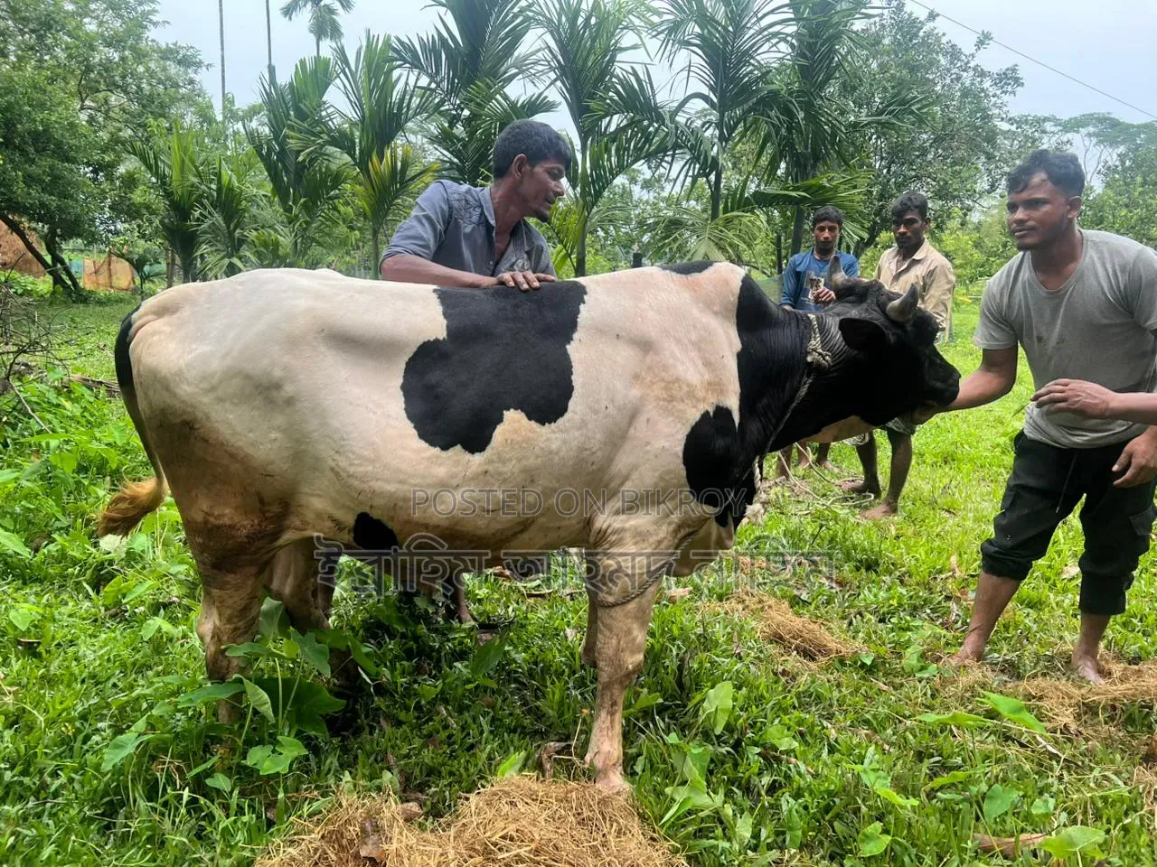 হোলস্টাইন ফ্রিজিয়ান পুরুষ গরু (Holstein Friesian Bull)