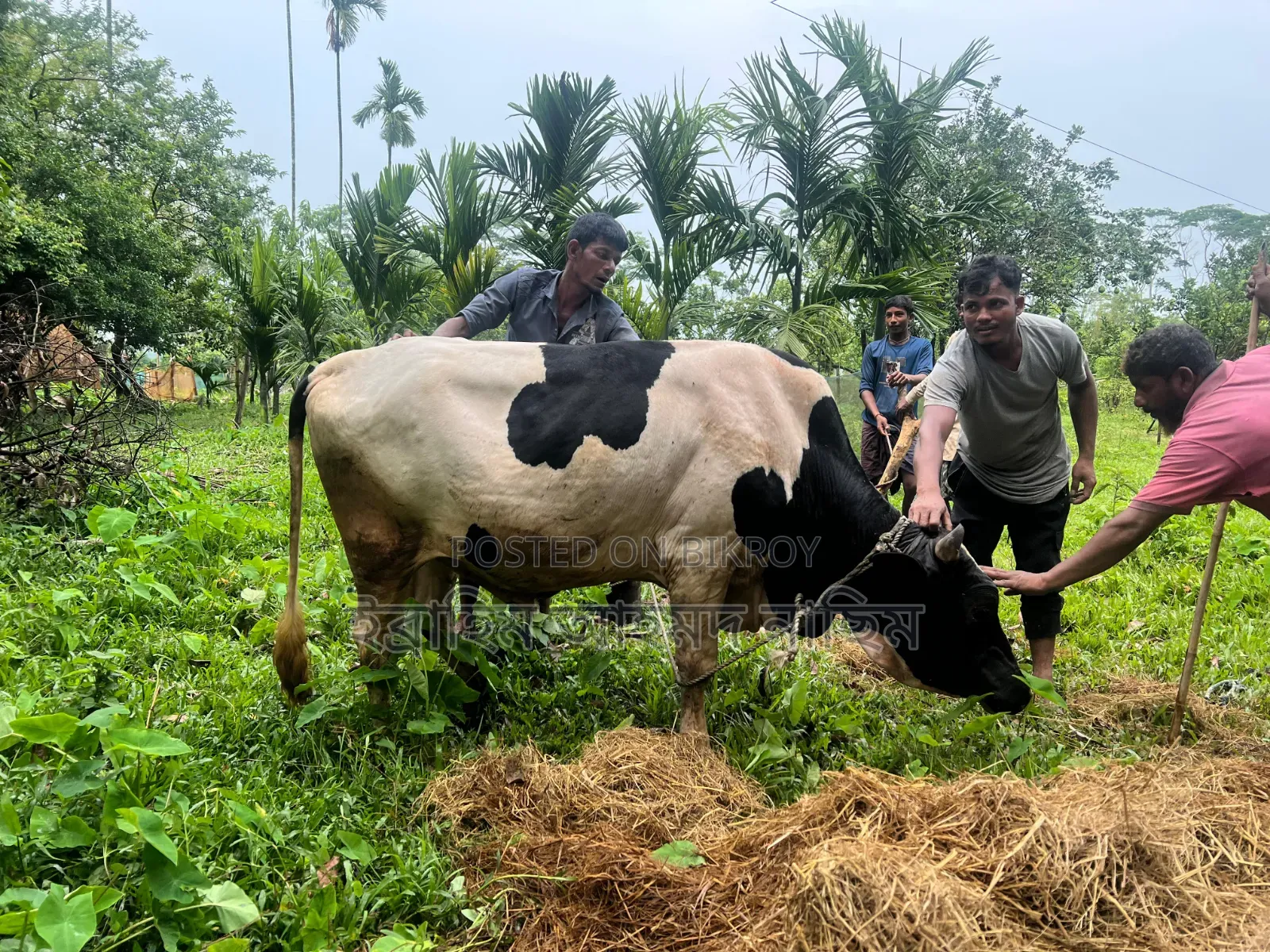 হোলস্টাইন ফ্রিজিয়ান পুরুষ গরু (Holstein Friesian Bull)
