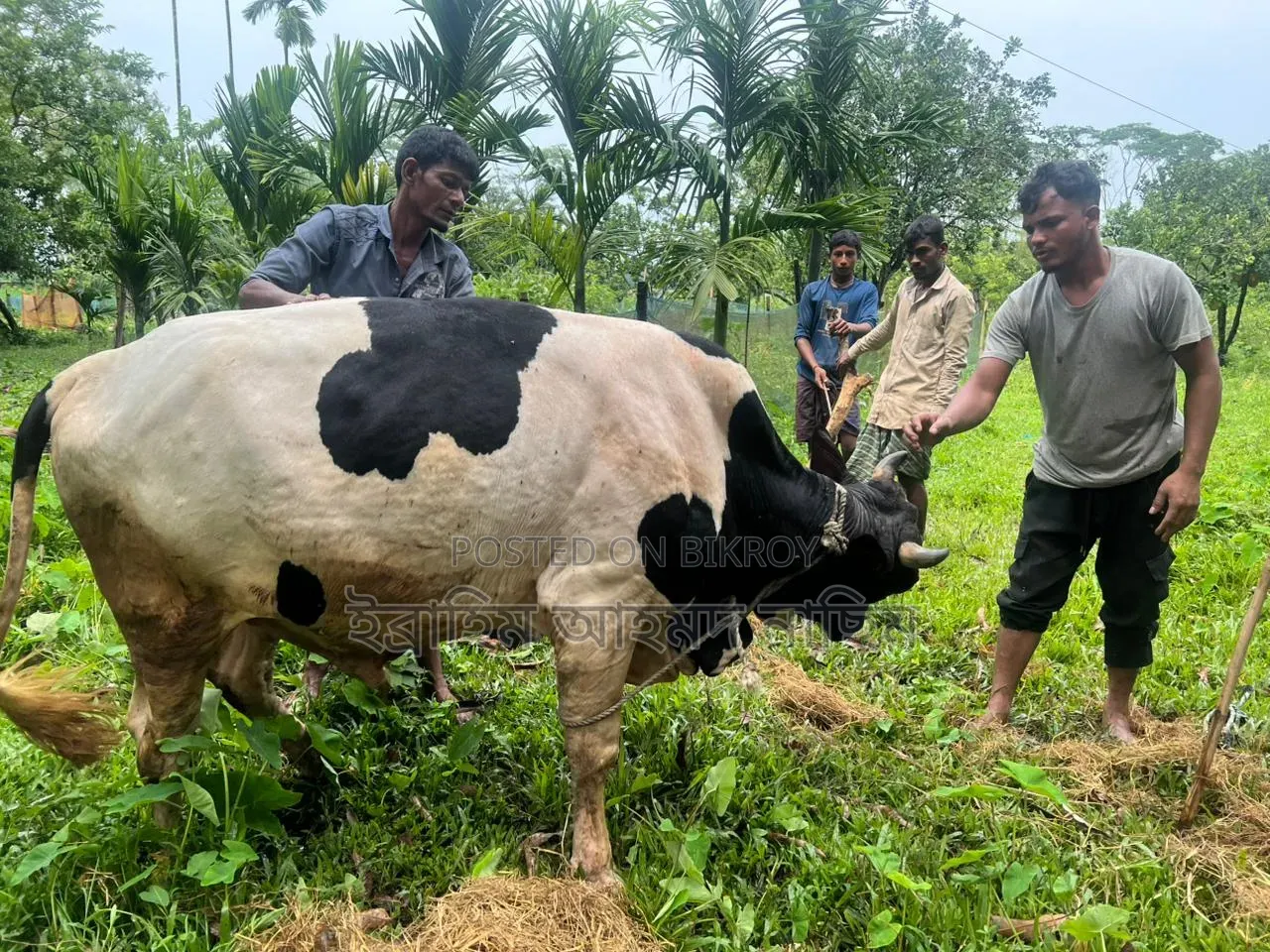 হোলস্টাইন ফ্রিজিয়ান পুরুষ গরু (Holstein Friesian Bull)