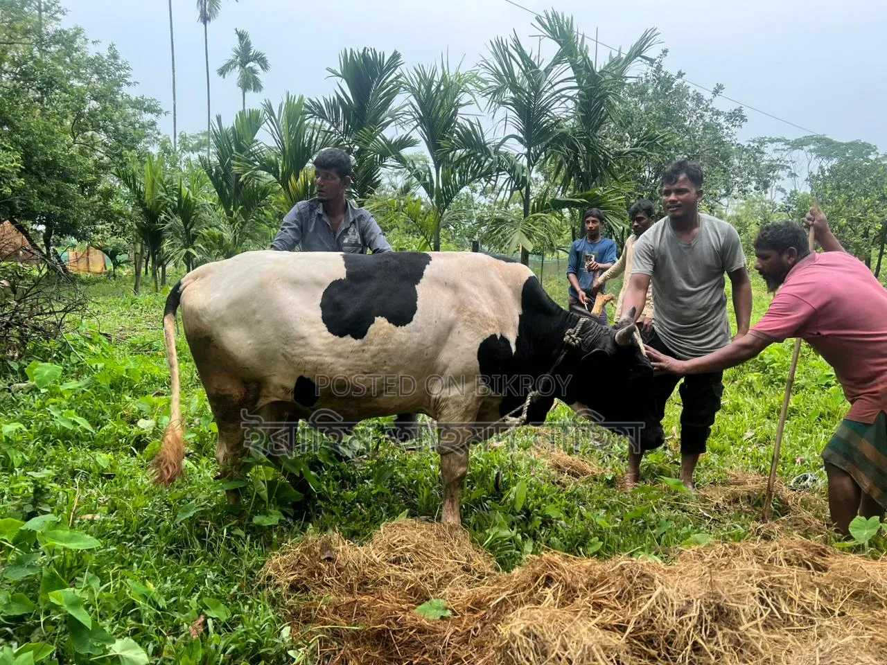 হোলস্টাইন ফ্রিজিয়ান পুরুষ গরু (Holstein Friesian Bull)