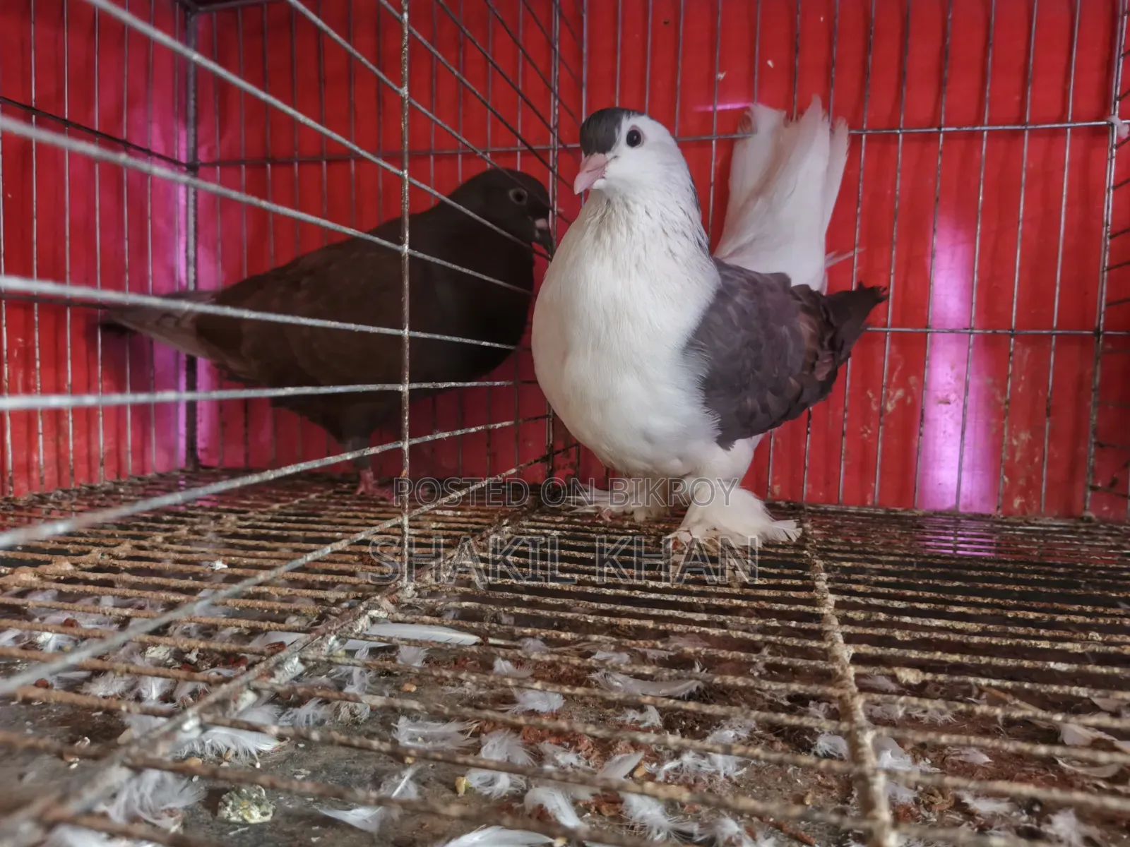কবুতর বিক্রি হবে