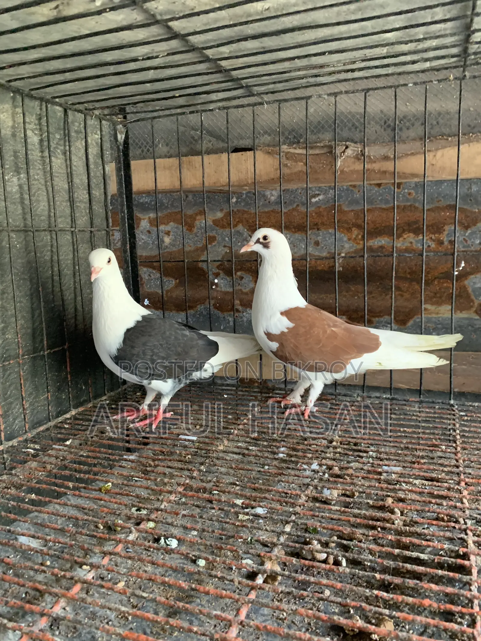 Male Pigeon
