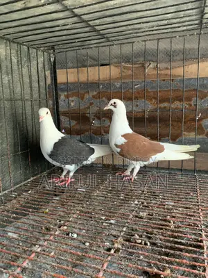 Male Pigeon