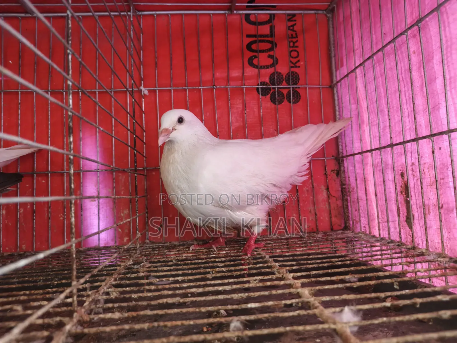 কবুতর বিক্রি হবে