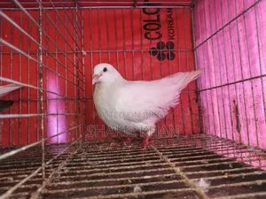 কবুতর বিক্রি হবে