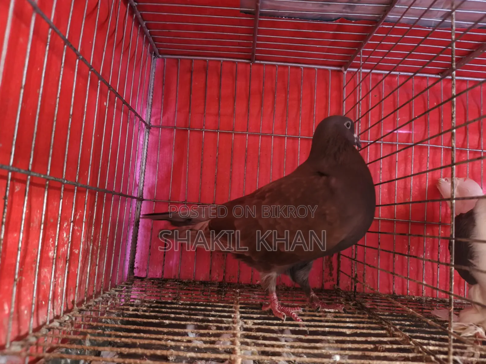 কবুতর বিক্রি হবে