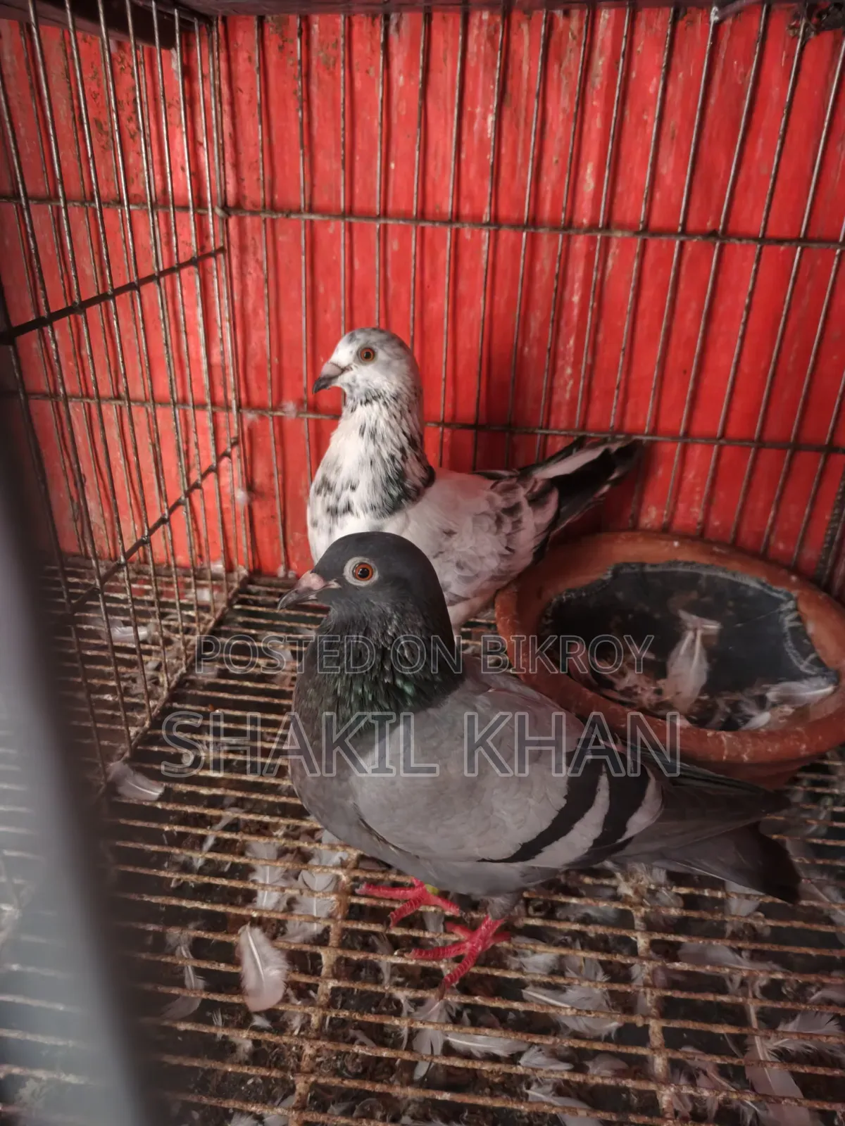 কবুতর বিক্রি হবে