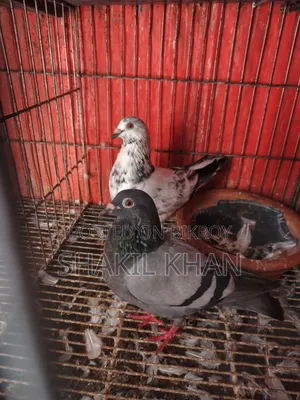 কবুতর বিক্রি হবে