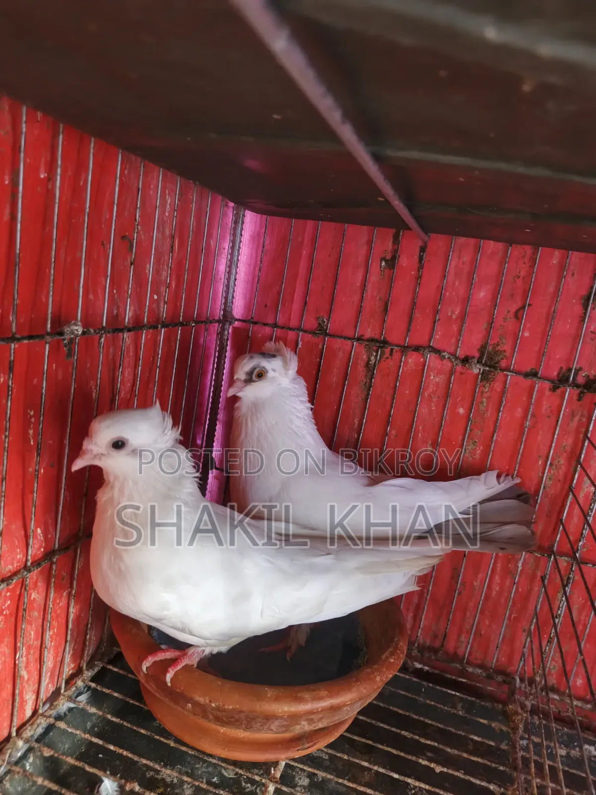 কবুতর বিক্রি হবে