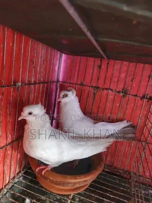 কবুতর বিক্রি হবে