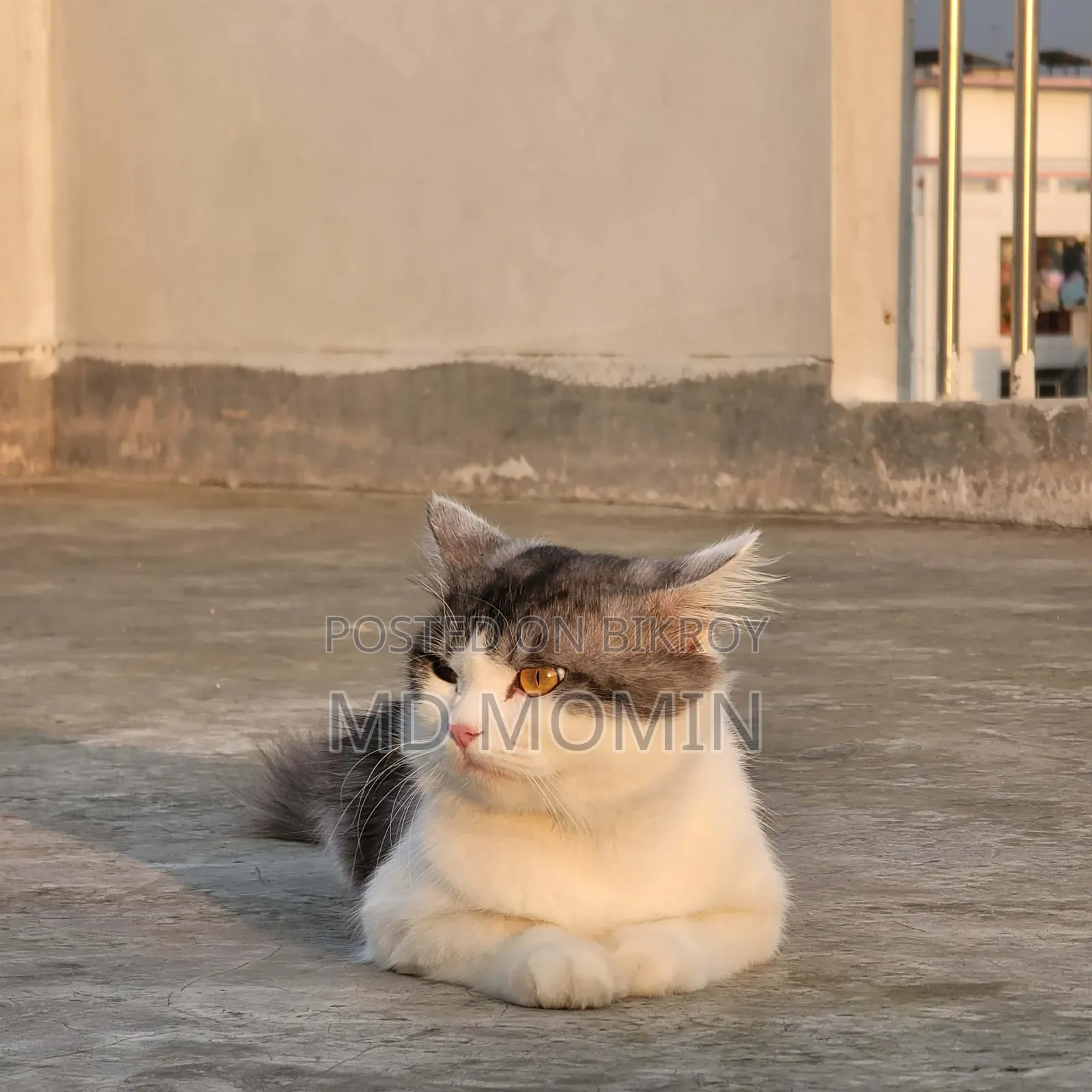1+ Year Male Purebred Persian Cat