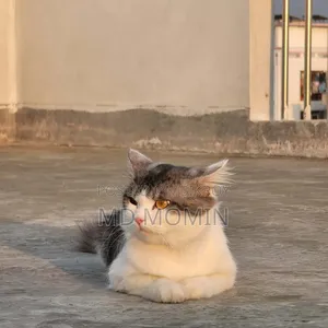 1+ Year Male Purebred Persian Cat