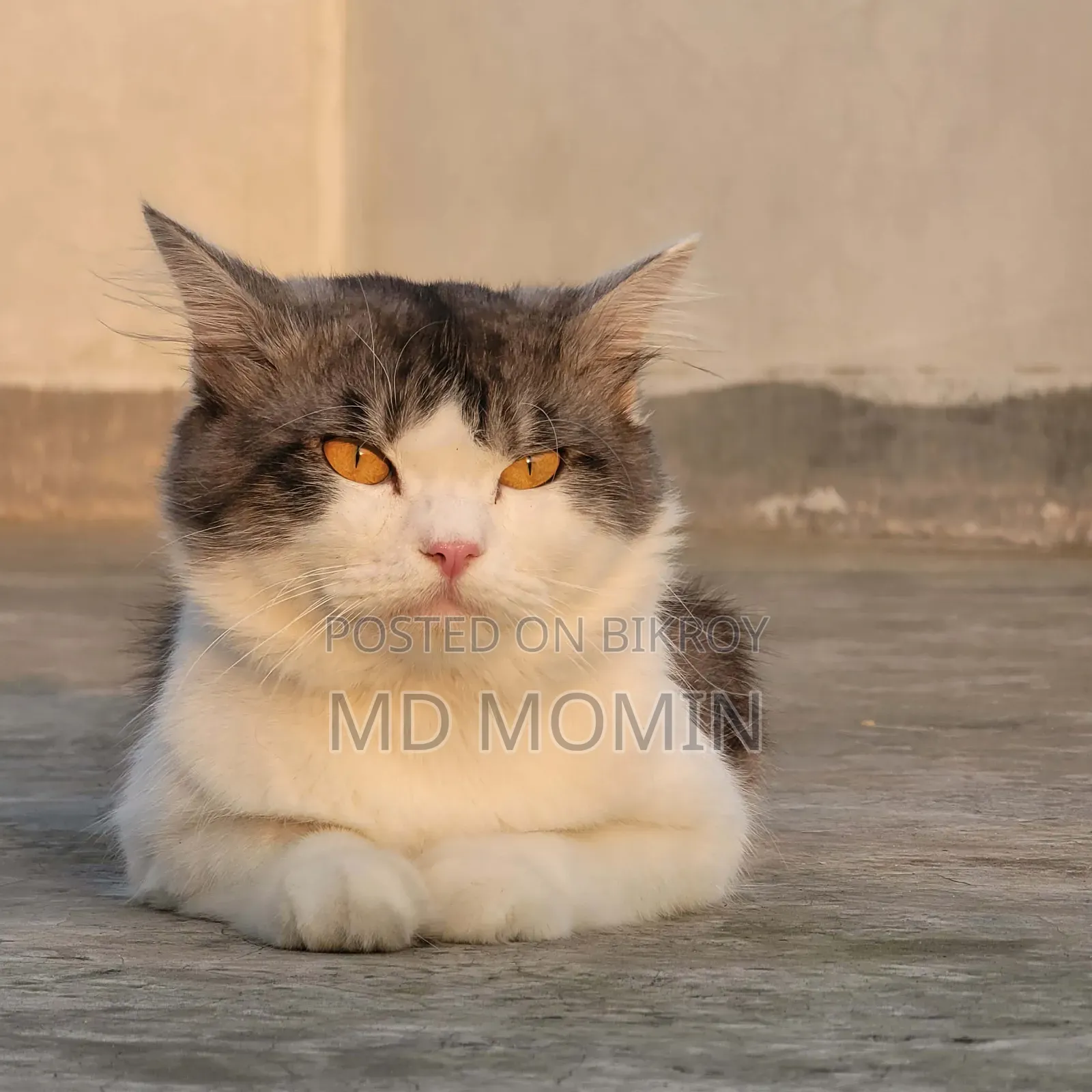 1+ Year Male Purebred Persian Cat