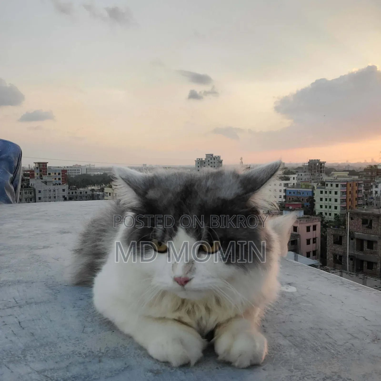 1+ Year Male Purebred Persian Cat