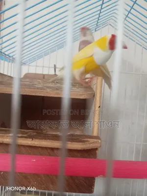 Gouldian Finch bird for sale
