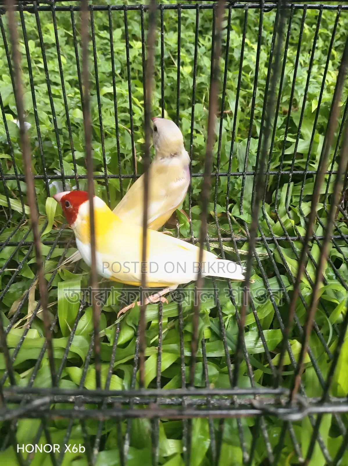 Gouldian Finch bird for sale