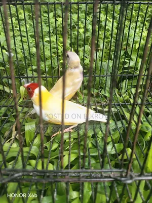 Gouldian Finch bird for sale