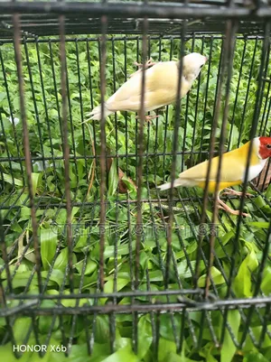Gouldian Finch bird for sale