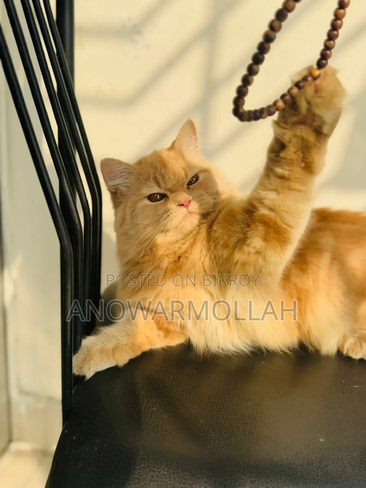 1+ Year Male Purebred Persian