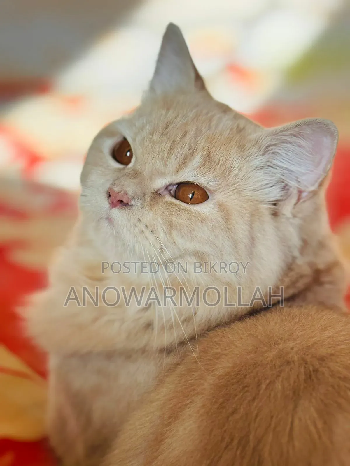 1+ Year Male Purebred Persian