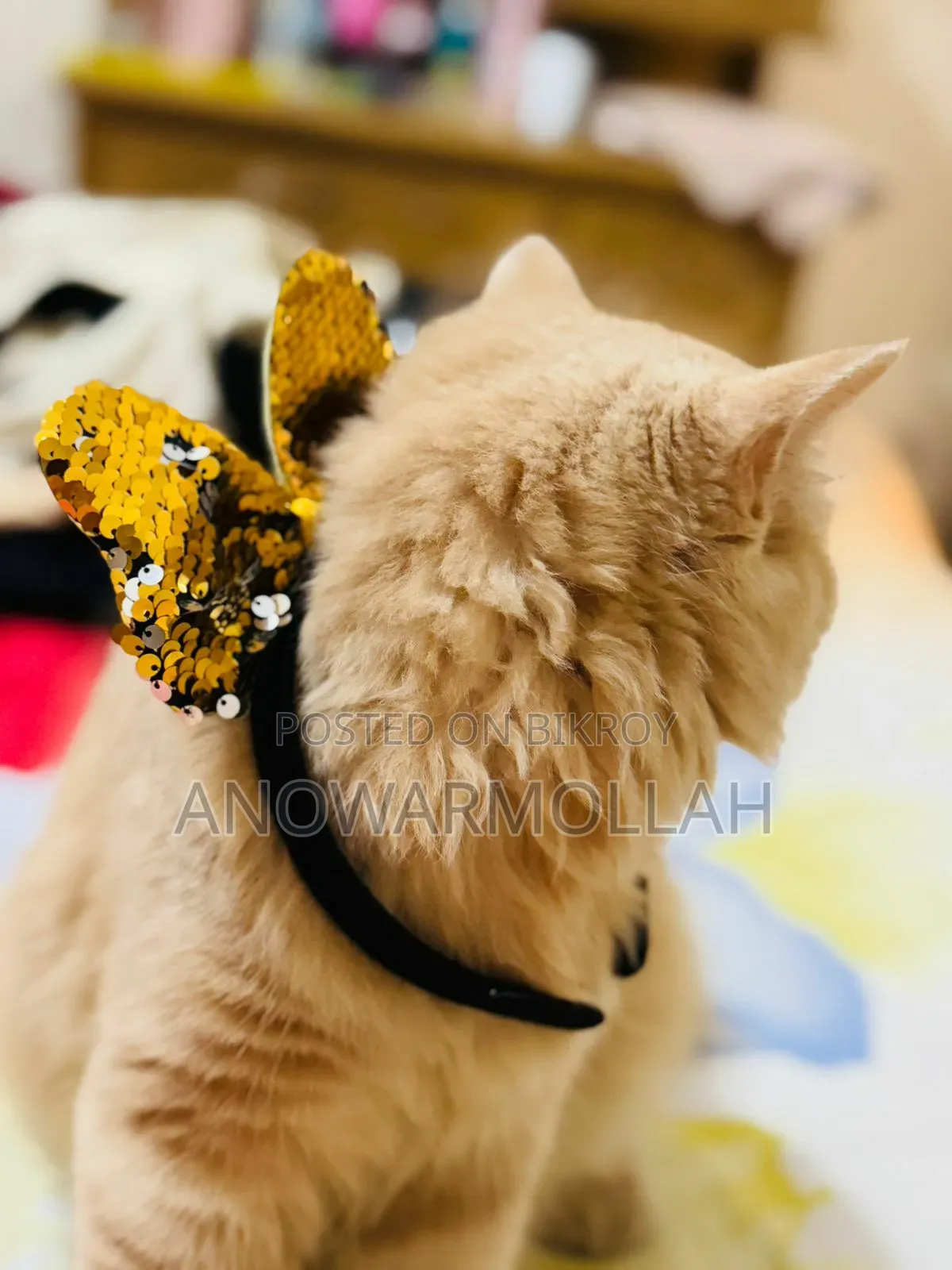 1+ Year Male Purebred Persian