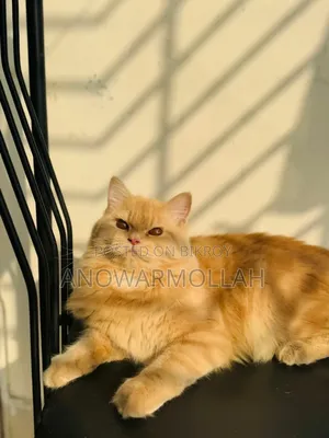 1+ Year Male Purebred Persian