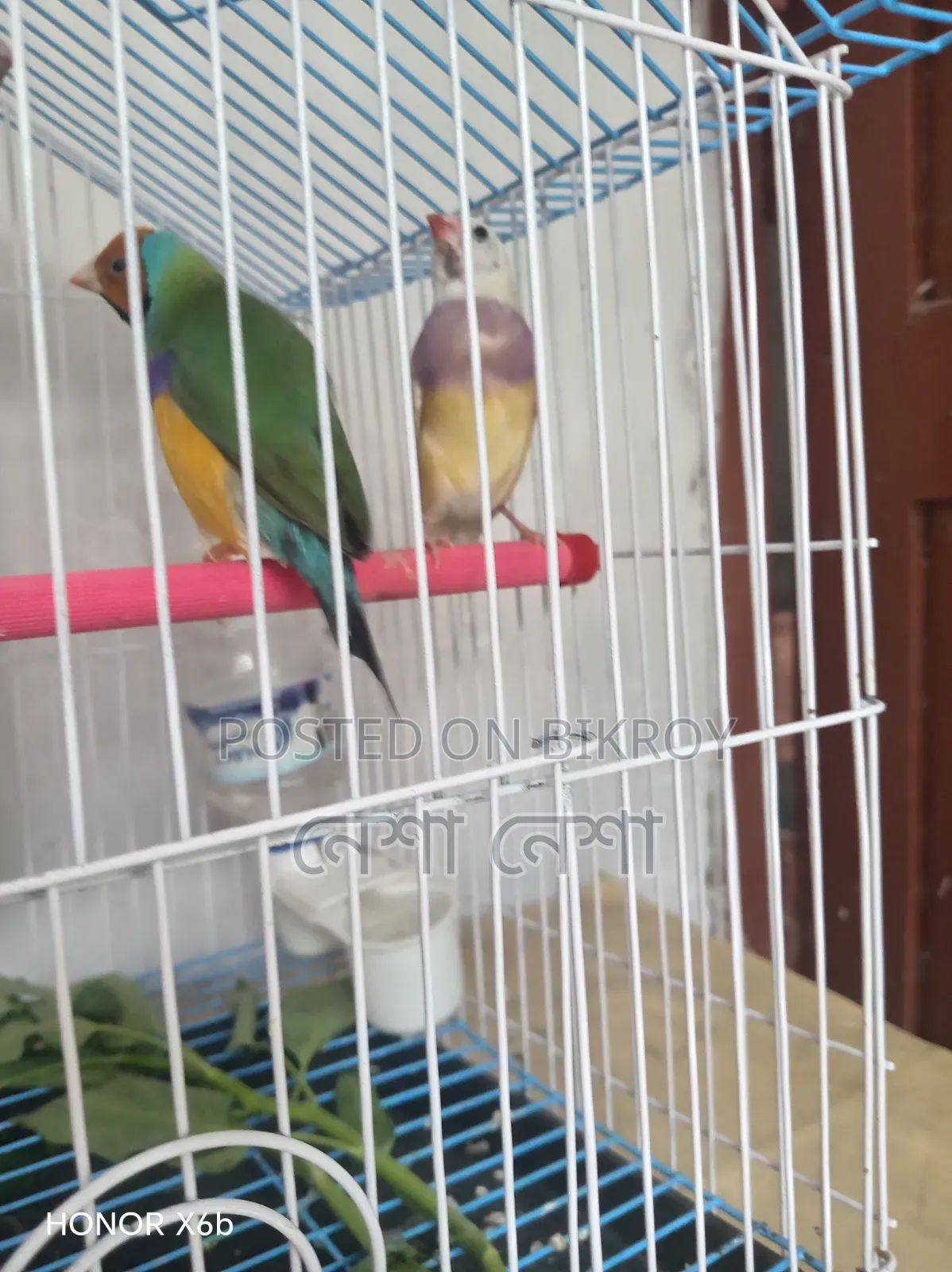 Gouldian Finch birds for sale