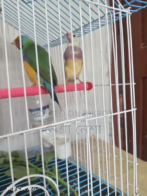 Gouldian Finch birds for sale