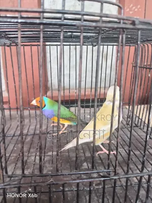 Gouldian Finch birds for sale