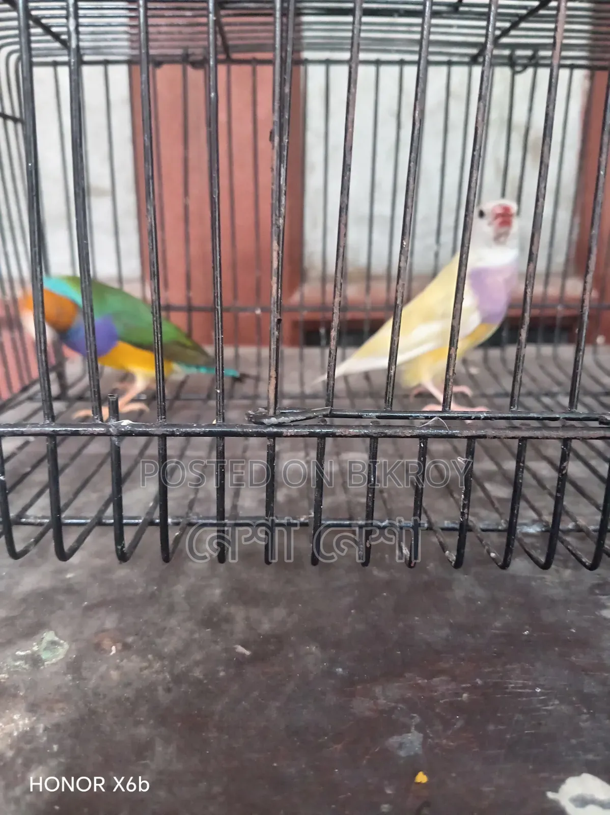 Gouldian Finch birds for sale