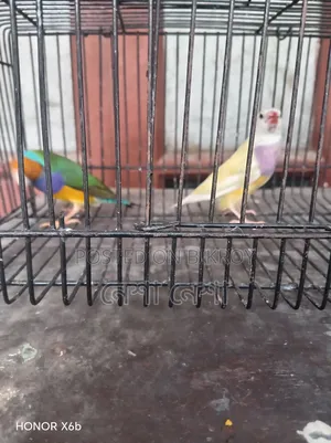 Gouldian Finch birds for sale