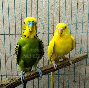 স্বল্পমূল্যে একজোড়া এডাল্ট বারজিগার বিক্রয় করা হবে।