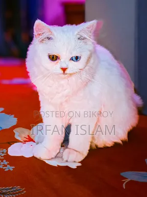 1-3 Months Female Purebred Persian