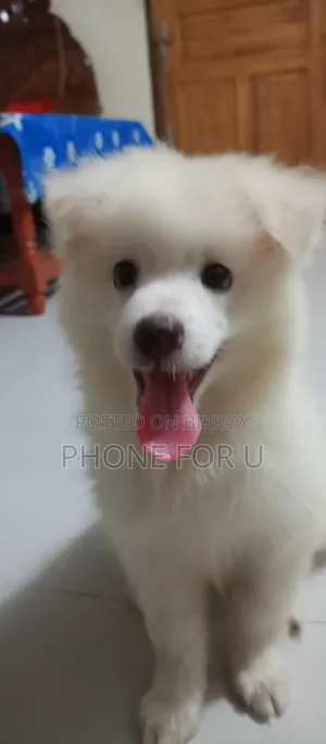 1-3 Months Male Purebred Japanese Chin