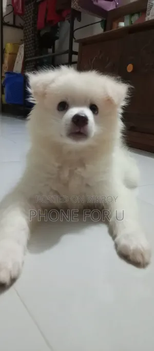 1-3 Months Male Purebred Japanese Chin