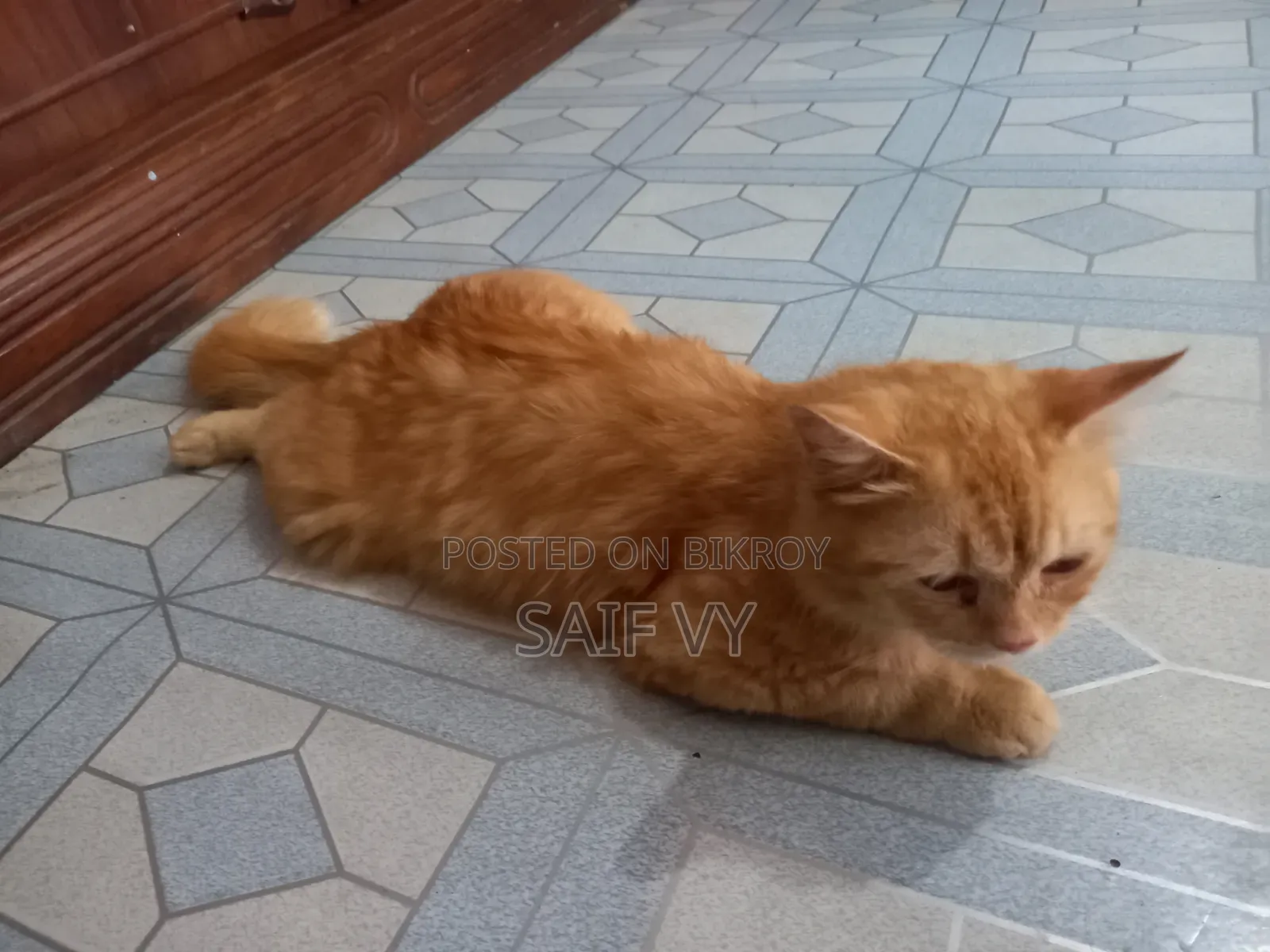 6-12 months Male Purebred Persian