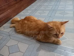 6-12 months Male Purebred Persian