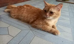 6-12 months Male Purebred Persian