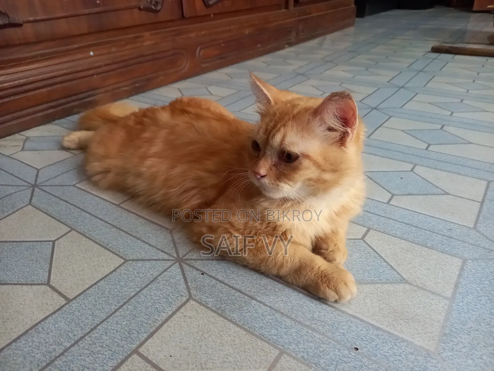 6-12 months Male Purebred Persian
