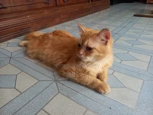 6-12 months Male Purebred Persian