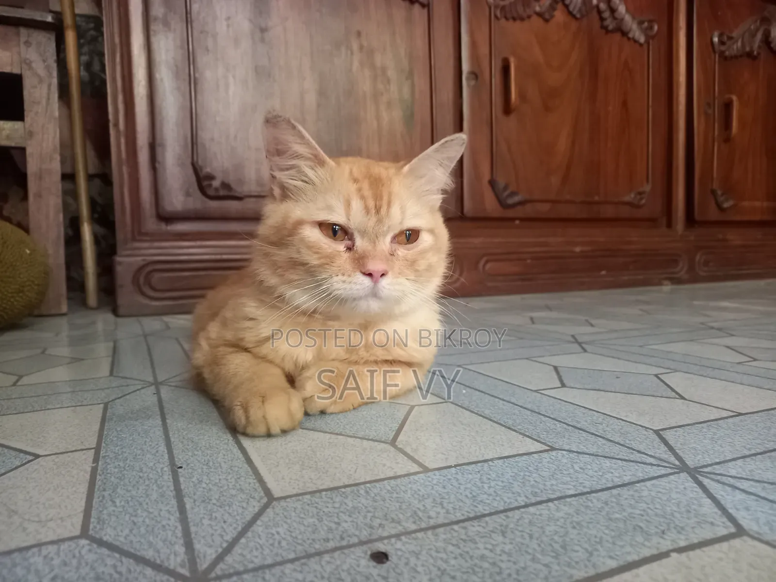 6-12 months Male Purebred Persian