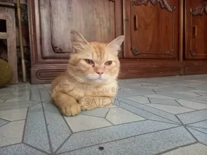 6-12 months Male Purebred Persian