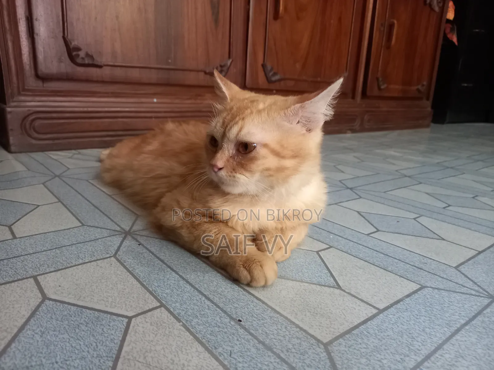 6-12 months Male Purebred Persian