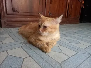 6-12 months Male Purebred Persian