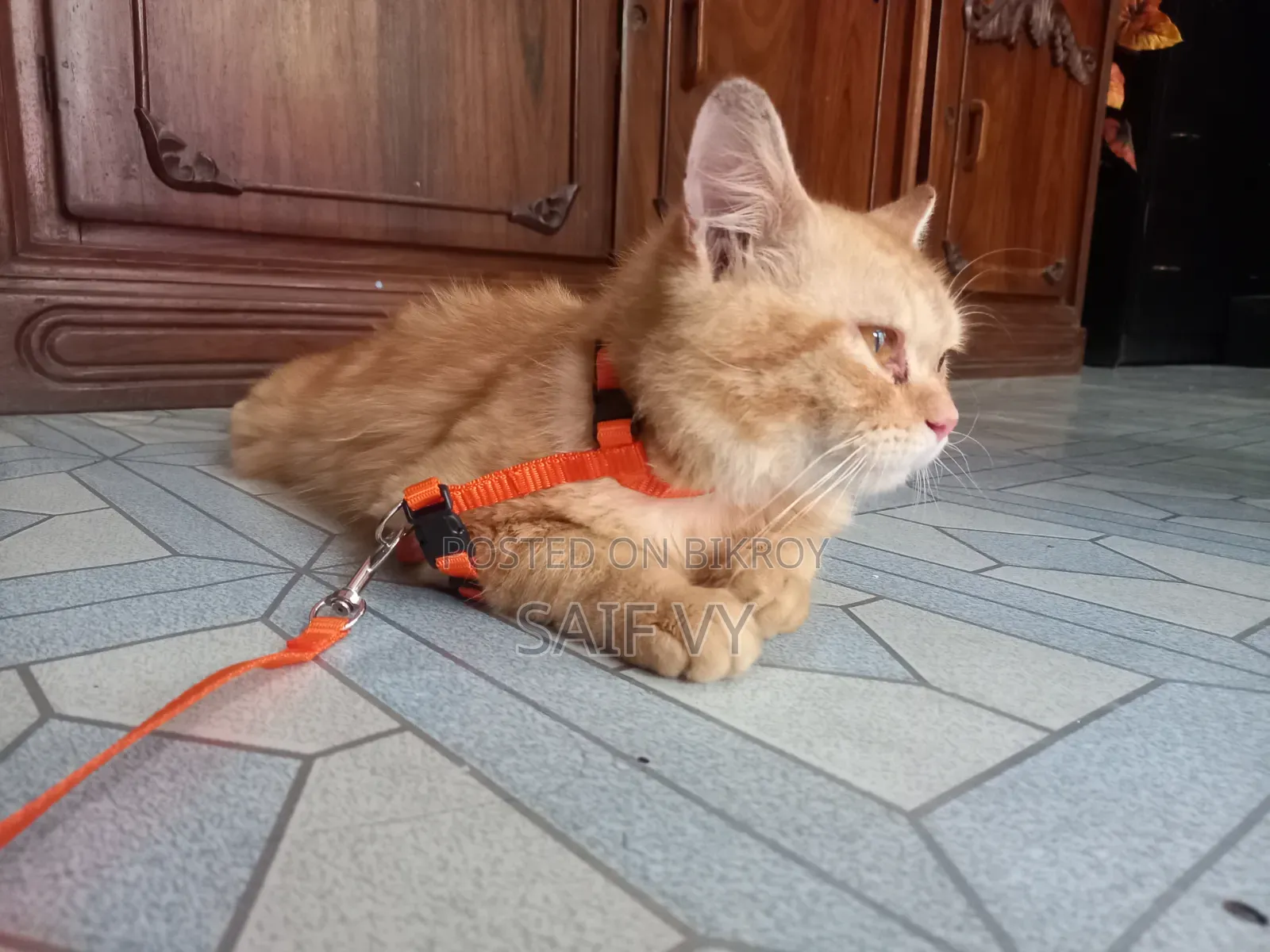 6-12 months Male Purebred Persian