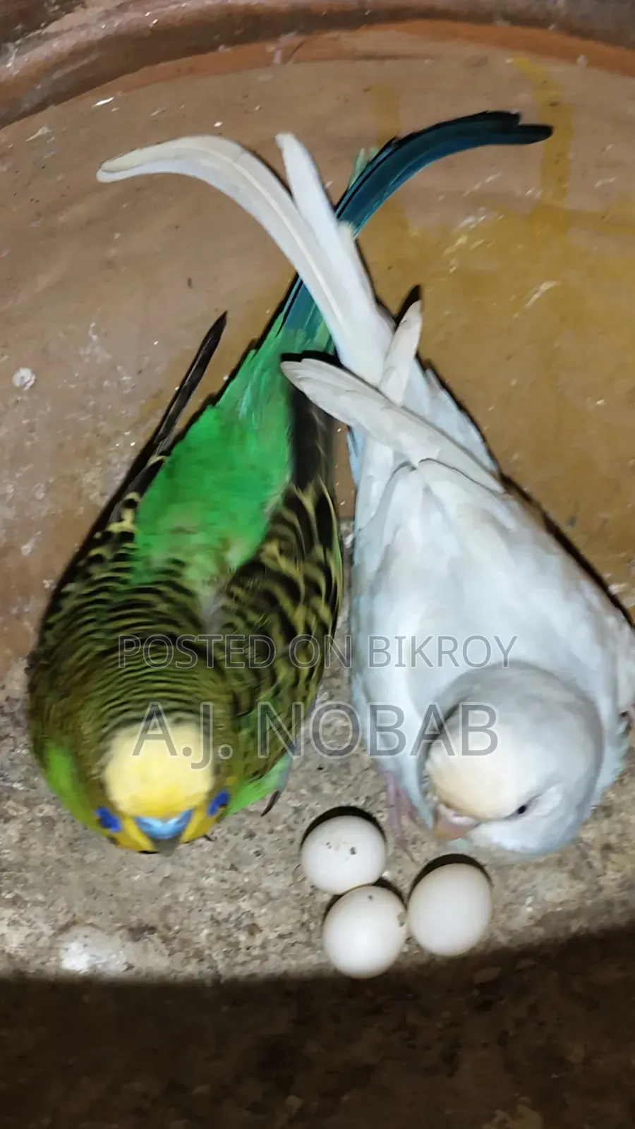 রানিং বাজরিগার পেয়ার